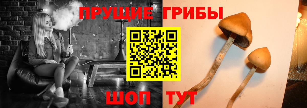 Псилоцибиновые грибы мицелий Тимашёвск